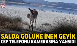 Salda Gölüne İnen Geyik Cep Telefonu Kamerasına Yansıdı