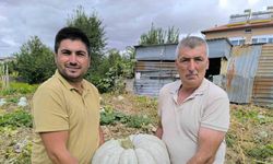 Hasadı başlayan balkabağı fiyatıyla yüzleri güldürdü
