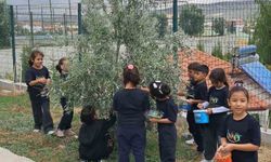İlkokul öğrencileri okul bahçesindeki zeytin ağaçlarında hasat yaptı