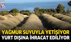 Yağmur Suyuyla Yetişiyor, Yurt Dışına İhracat Ediliyor