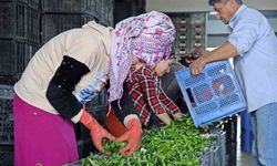 Antalya’da Eylül’de sebze miktarı yüzde 10 arttı