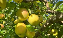 Buldan’da elma hasadı yüz güldürüyor