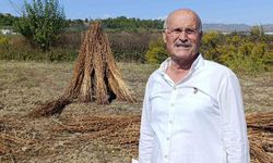 Coğrafi işaret tescilli Altın Susam’a hırsız dadandı