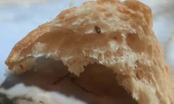 Pamukkale Halk Ekmek’in içerisinden çıkan fare dışkısı ve un kurdu yeni doğum yapan anneyi sütten kesti