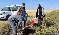 Patates hasadı öncesi inceleme yapıldı