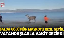 Salda Gölü’nün Maskotu Kızıl Geyik, Vatandaşlarla Vakit Geçirdi