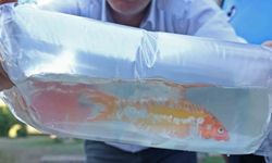 Tayland’tan süs balıkları, Tokat’tan horoz, İstanbul’dan kalkan balığı