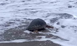Antalya'da yaralı bulunan Caretta caretta tedavisinin ardından yeniden özgürlüğe kavuştu
