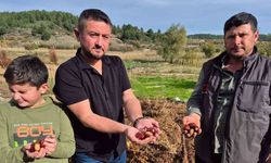 Buldan’ın tescilli kestanesinde hasat zamanı