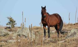 Bulutların dansı ve yılkı atları dron ile görüntülendi