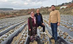 Çilek üreticilerinin tarlada hummalı çalışması devam ediyor