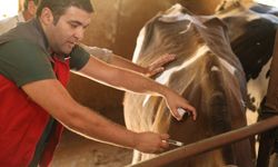 Denizli’de 251 bin hayvan şap hastalığına karşı aşılandı