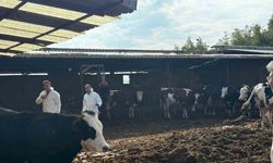 Denizli’de şap hastalığına karşı tedbirler arttırıldı