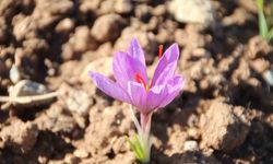 Honaz Belediyesi Yerel Tohum Merkezi’nde safran soğanları filizlenmeye başladı