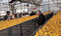 Honaz’ın meşhur cennet hurması bu kez cips olarak damakları şenlendirecek