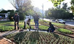 Muratpaşa'da Trafik Parkı çiçek bahçesine dönüştü