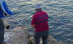 Oltaya bu kez balık yerine martı takıldı