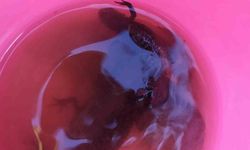 Su çektiği kuyudan semenderler çıktı