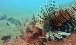Akdeniz'de balıkların rekabeti: Kızıldeniz'den gelen balık türleri, yerli balıkları baskıladı