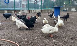 Buldan Gençlik Merkezinde mini hayvanat bahçesi kuruldu