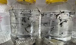 Eğirdir'de yılda 20 bin tıbbi sülük kontrollü ortamda üretiliyor