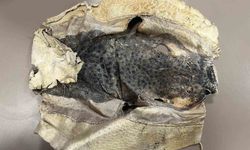 İzinsiz kullanılan Balon balığı projesi mahkemelik oldu