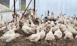 Meyve bahçelerinde yabani otla mücadelede kazlar sahaya indi