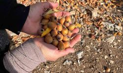 Toros Dağları'nda gizemli hayırseverin 30 yıl önce aşıladığı meyveler bölge halkına gelir oldu