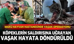 Burdur'da köpeklerin saldırısına uğrayan vaşak hayata döndürüldü