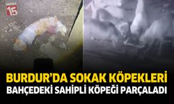 Burdur’da Sokak Köpekleri Sahipli Köpeği Parçaladı