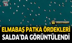 Elmabaş Patka Ördekleri Salda'da Görüntülendi