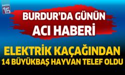 Burdur’da Elektrik Faciası: 14 Büyükbaş Hayvan Telef Oldu