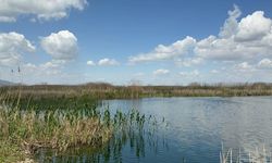 Yağışlar Eber Gölü'ne can suyu oldu, kiraz üreticisinin yüzü güldü