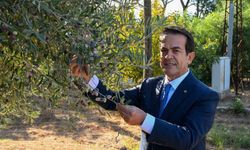 Zeytinyağı kalite yarışması için son gün 15 Ocak