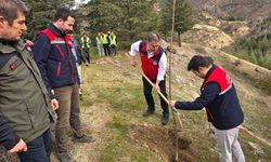 Afyonkarahisar'da 2 bin kestane fidanı toprakla buluşturuldu