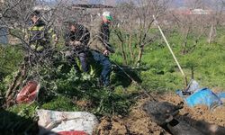 Denizli'de foseptik çukuruna düşen inek itfaiye ekiplerince kurtarıldı