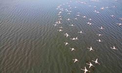 Eber Gölü'ndeki flamingolar görsel şölen sundu