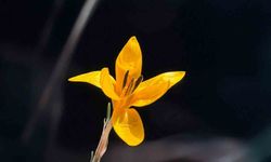 Endemik çiçekler Çameli'nde baharı müjdeliyor