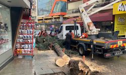 Isparta'da fırtına ağacı kökünden söktü