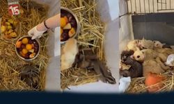 Isparta’da Yasa Dışı Yaban Hayvanı Operasyonu: 35 Canlı Ele Geçirildi