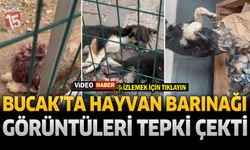 Bucak’ta Hayvan Barınağı Görüntüleri Tepki Çekti