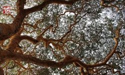 Isparta’da Feci Olay: Ağaç Dalı Keserken Hayatını Kaybetti