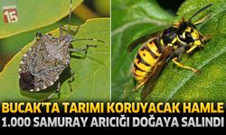 Bucak’ta Tarımı Koruyacak Hamle: 1.000 Samuray Arıcığı Doğaya Salındı