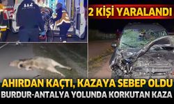 Ahırdan Kaçtı, Kazaya Sebep Oldu: Burdur-Antalya Yolunda Korkutan Kaza 2 Kişi Yaralandı