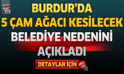 Burdur'da 5 Çam Ağacı Kesilecek! Belediye Gerekçesini Açıkladı