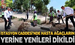 İstasyon Caddesi’nde Hasta Ağaçların Yerine Yenileri Dikildi