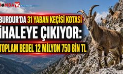 Burdur’da 31 Yaban Keçisi Kotası İhaleye Çıkıyor: Toplam Bedel 12 Milyon 750 Bin TL
