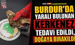 Burdur’da Yaralı Bulunan Kerkenez Tedavi Edildi, Doğaya Bırakıldı