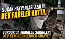 Burdur’da Yaşar Doğu Caddesi’nde Fare Şikâyeti! Mahalleli Çözüm Bekliyor