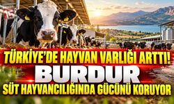 Türkiye’de Hayvan Varlığı Arttı! Burdur Süt Hayvancılığında Gücünü Koruyor